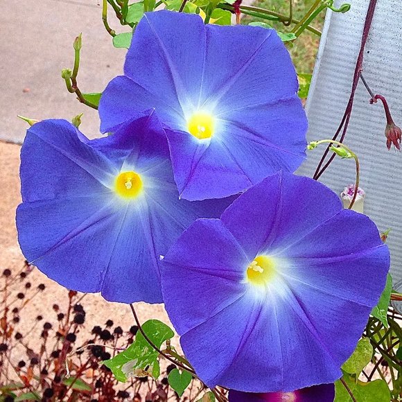 GOOD MORNING GLORY NECKLACE CZECH BEADS FRESHWATER PEARLS STERLING - Picture 7 of 7